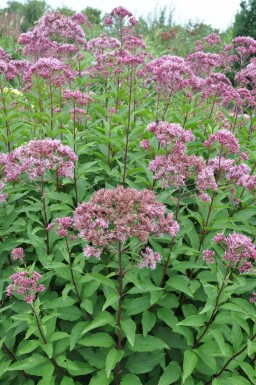 Koninginnekruid Eupatorium maculatum 'Atropurpureum' 5-10 Pot P9