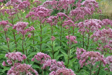 Koninginnekruid Eupatorium maculatum 'Atropurpureum' 5-10 Pot P9 Eupatorium maculatum 'Atropurpureum'
