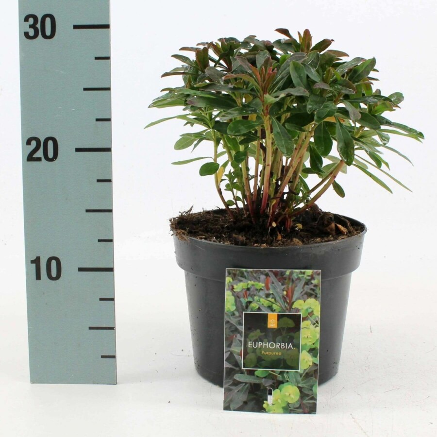 Amandelwolfsmelk Euphorbia amygdaloides 'Purpurea' 10-15 Pot C2 Euphorbia amygdaloides 'Purpurea'