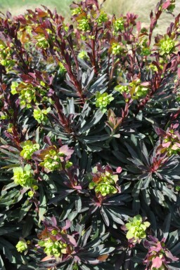 Amandelwolfsmelk Euphorbia amygdaloides 'Purpurea' 10-15 Pot C2 Euphorbia amygdaloides 'Purpurea'