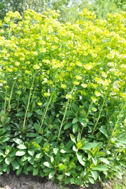 Wolfsmelk Euphorbia amygdaloides 'Robbiae' 5-10 Pot P9