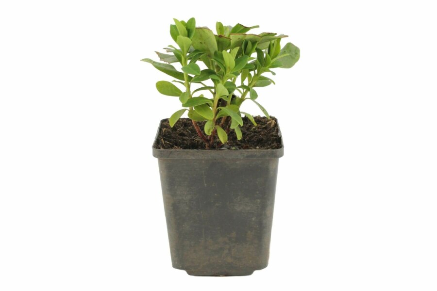 Wolfsmelk Euphorbia amygdaloides 'Robbiae' 5-10 Pot P9 Euphorbia amygdaloides 'Robbiae'