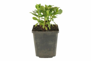 Wolfsmelk Euphorbia amygdaloides 'Robbiae' 5-10 Pot P9 Euphorbia amygdaloides 'Robbiae'