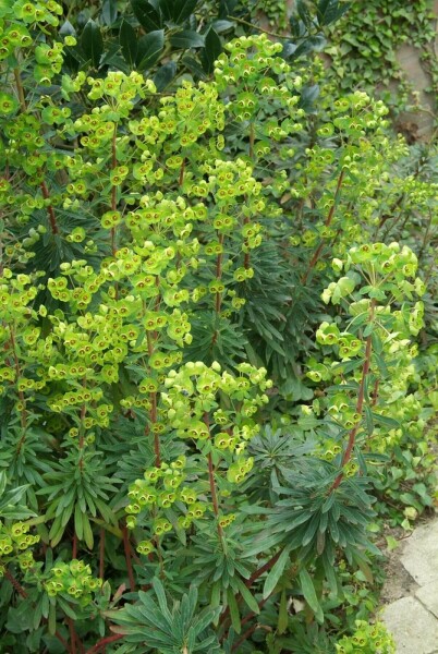 Wolfsmelk Euphorbia martinii 5-10 Pot P9 Euphorbia martinii
