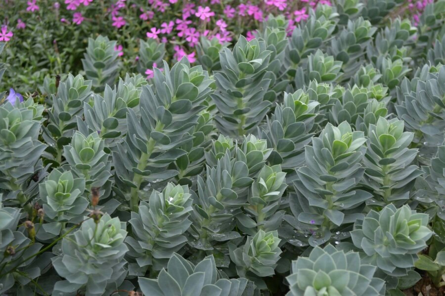 Wolfsmelk Euphorbia myrsinites 5-10 Pot P9 Euphorbia myrsinites