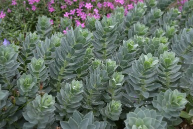 Wolfsmelk Euphorbia myrsinites 5-10 Pot P9 Euphorbia myrsinites