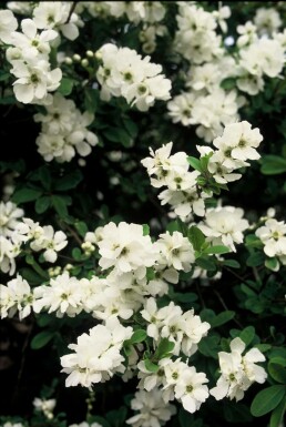 Parelstruik Exochorda macrantha 'The Bride' Struik 40-50 Pot C2