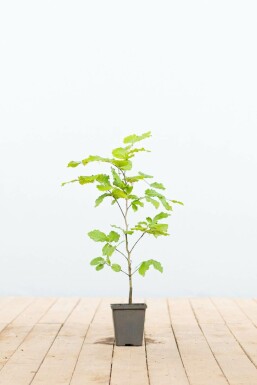 Beuk Fagus sylvatica 30-40 Pot P9 Beuk / Groene Beukenhaag Fagus Sylvatica P9 30-40 cm