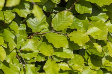 Beuk / Groene Beukenhaag Fagus Sylvatica P9 30-40 cm