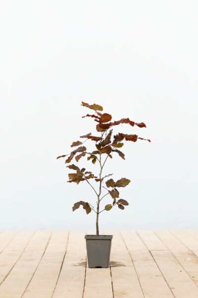 Rode beuk Fagus sylvatica 'Atropunicea' 40-60 Pot P9 Beuk / Rode Beukenhaag Fagus Sylvatica Atropurpurea P9 40-60 cm