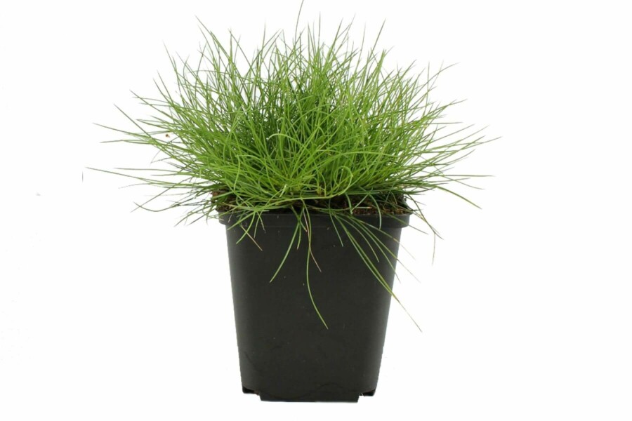 Zwenkgras Festuca gauteri 'Pic Carlet' 5-10 Pot P9 Festuca gauteri 'Pic Carlet'