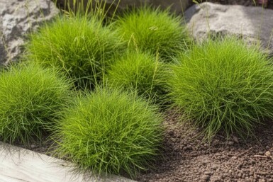 Festuca gauteri 'Pic Carlet'