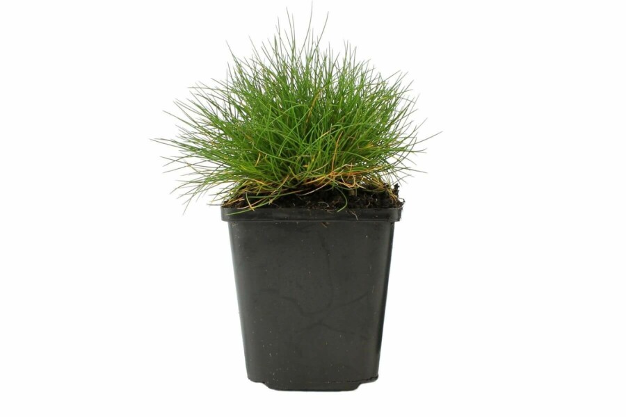 Zwenkgras Festuca gautieri 5-10 Pot P9 Festuca gautieri