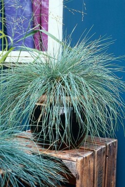 Blauw schapengras Festuca glauca 5-10 Pot P9