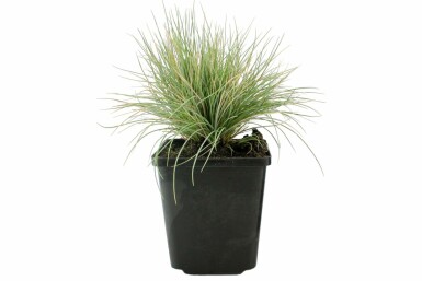 Blauw schapengras Festuca glauca 5-10 Pot P9