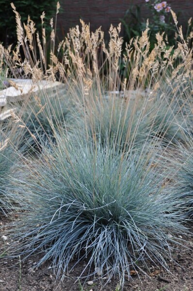 Blauw schapengras Festuca glauca 'Elijah Blue' 10-15 Pot C2 Festuca glauca 'Elijah Blue'