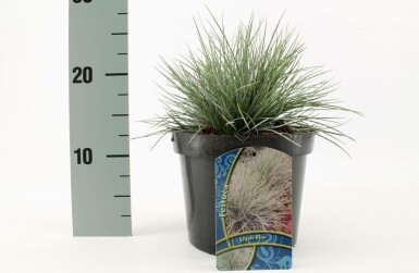 Blauw schapengras Festuca glauca 'Elijah Blue' 10-15 Pot C2 Festuca glauca 'Elijah Blue'