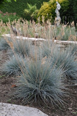 Blauw schapengras Festuca glauca 'Elijah Blue' 10-15 Pot C2 Festuca glauca 'Elijah Blue'