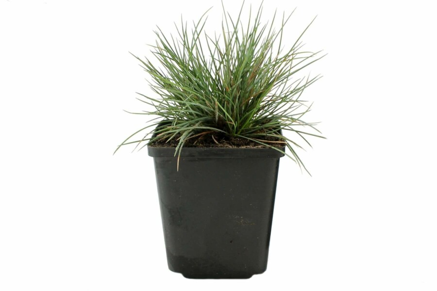 Blauw schapengras Festuca glauca 'Elijah Blue' 5-10 Pot P9 Festuca glauca 'Elijah Blue'