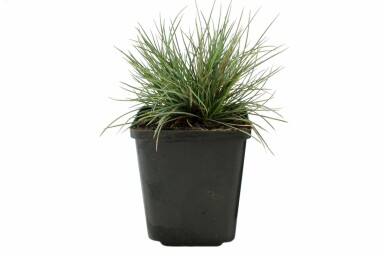 Blauw schapengras Festuca glauca 'Elijah Blue' 5-10 Pot P9 Festuca glauca 'Elijah Blue'