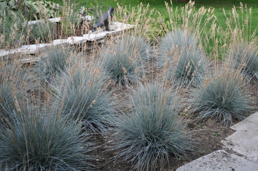 Blauw schapengras Festuca glauca 'Elijah Blue' 5-10 Pot P9 Festuca glauca 'Elijah Blue'