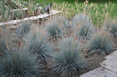 Blauw schapengras Festuca glauca 'Elijah Blue' 5-10 Pot P9 Festuca glauca 'Elijah Blue'
