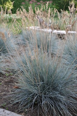 Blauw schapengras Festuca glauca 'Elijah Blue' 5-10 Pot P9 Festuca glauca 'Elijah Blue'