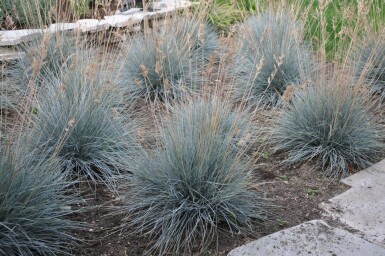Blauw schapengras Festuca glauca 'Elijah Blue' 5-10 Pot P9 Festuca glauca 'Elijah Blue'
