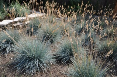 Blauw schapengras Festuca glauca 'Elijah Blue' 5-10 Pot P9 Festuca glauca 'Elijah Blue'