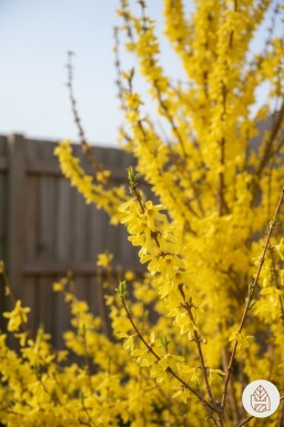 Forsythia intermedia 'Weekend' struik 80-100 cm