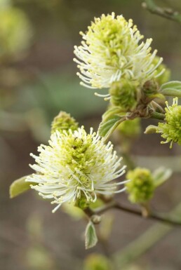 Lampenpoetserstruik Fothergilla major Struik 20-30 Pot C2