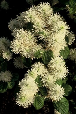 Lampenpoetserstruik Fothergilla major Struik 20-30 Pot C2