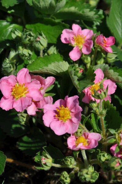 Sieraardbei Fragaria 'Lipstick' 5-10 Pot P9 Fragaria 'Lipstick'