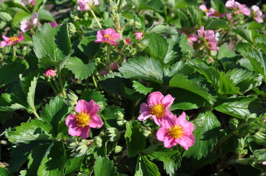 Sieraardbei Fragaria 'Lipstick' 5-10 Pot P9 Fragaria 'Lipstick'