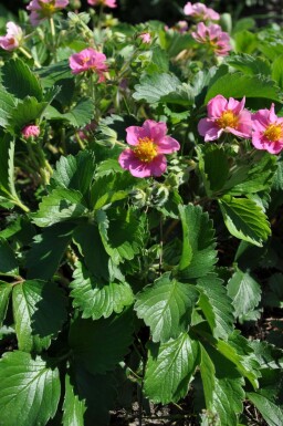 Sieraardbei Fragaria 'Lipstick' 5-10 Pot P9