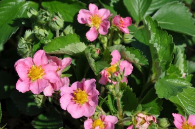 Sieraardbei Fragaria 'Lipstick' 5-10 Pot P9 Fragaria 'Lipstick'