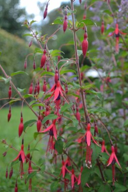 Bellenplant Fuchsia magellanica 'Gracilis' 5-10 Pot P9