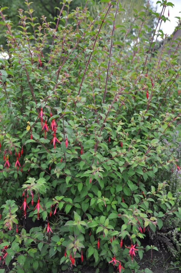 Bellenplant Fuchsia magellanica 'Gracilis' 5-10 Pot P9 Fuchsia magellanica 'Gracilis'