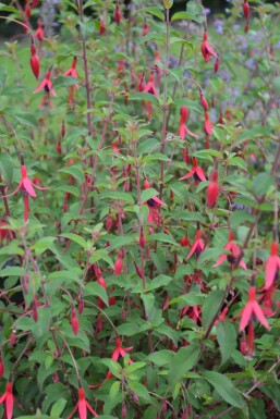 Bellenplant Fuchsia magellanica 'Gracilis' 5-10 Pot P9 Fuchsia magellanica 'Gracilis'