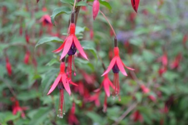 Bellenplant Fuchsia magellanica 'Gracilis' 5-10 Pot P9