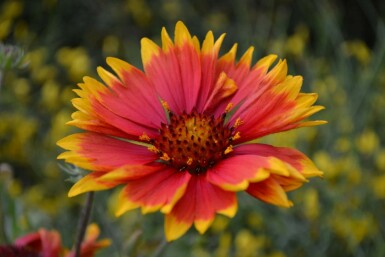 Kokardebloem Gaillardia 'Bijou' 5-10 Pot P9