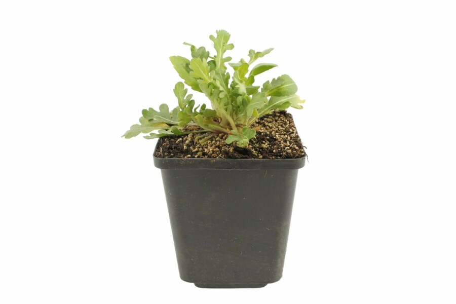 Kokardebloem Gaillardia 'Bijou' 5-10 Pot P9 Gaillardia 'Bijou'