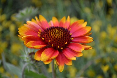 Kokardenbloem Gaillardia 'Kobold' 5-10 Pot P9