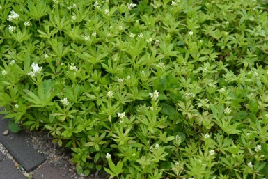 Lievevrouwebedstro Galium odoratum 10-15 Pot C2 Galium odoratum