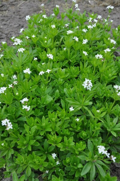 Lievevrouwebedstro Galium odoratum 5-10 Pot P9 Galium odoratum
