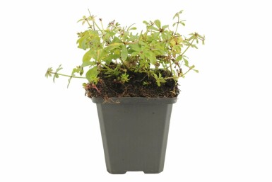 Lievevrouwebedstro Galium odoratum 5-10 Pot P9 Galium odoratum