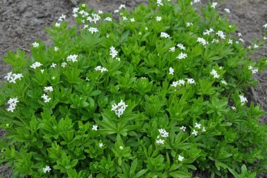 Lievevrouwebedstro Galium odoratum 5-10 Pot P9 Galium odoratum