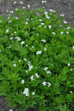 Lievevrouwebedstro Galium odoratum 5-10 Pot P9 Galium odoratum