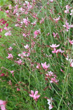 Prachtkaars Gaura lindheimeri 'Siskiyou Pink' 10-15 Pot C2 Gaura lindheimeri 'Siskiyou Pink'