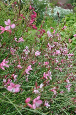 Prachtkaars Gaura lindheimeri 'Siskiyou Pink' 10-15 Pot C2 Gaura lindheimeri 'Siskiyou Pink'
